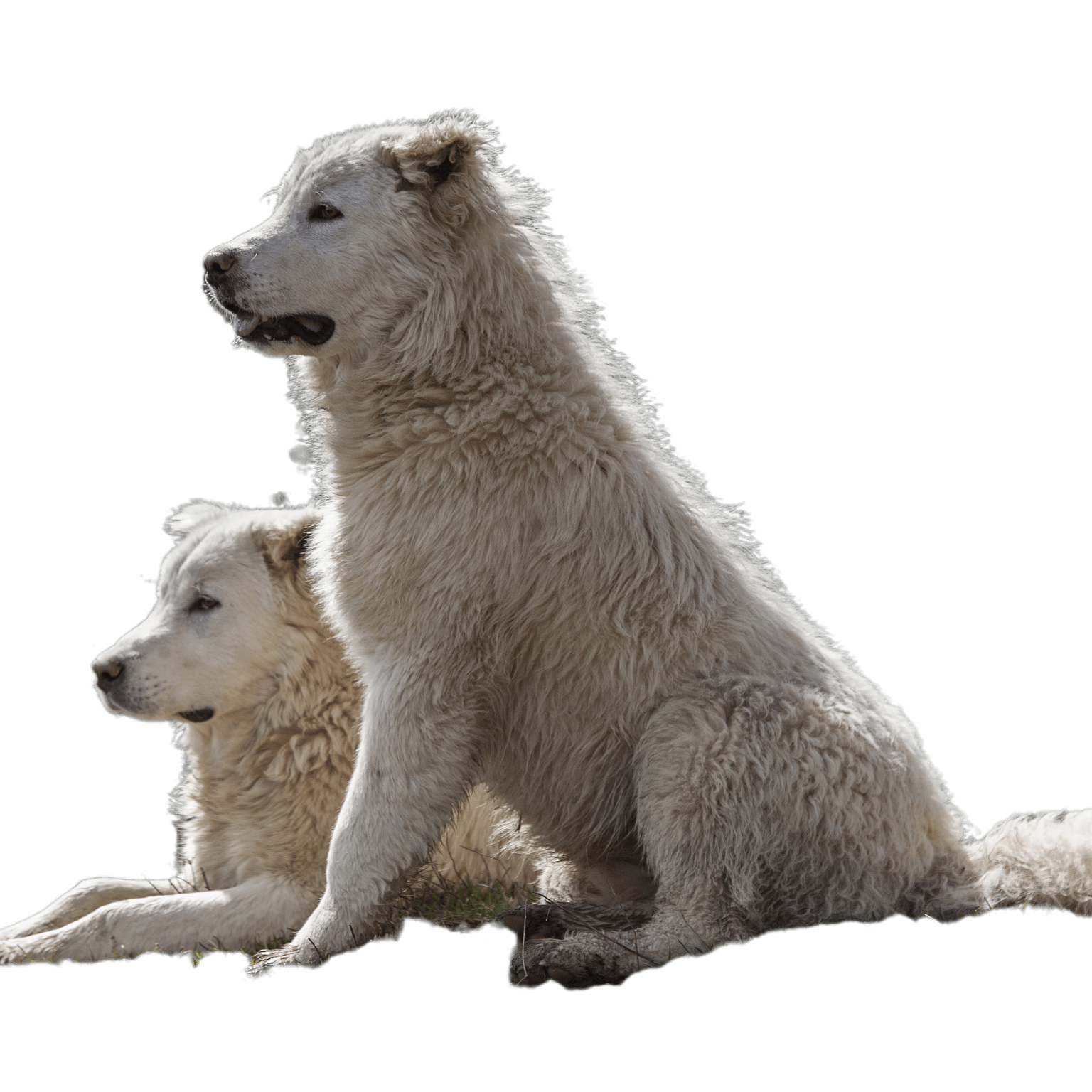 Maremma Abruzzo shepherd dogs together in the meadow