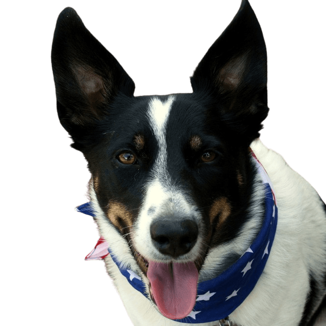 McNab dog breed description McNab dog, small black brown white dog with standing ears
