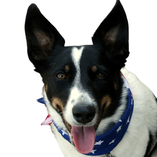 McNab dog, small black brown white dog with standing ears