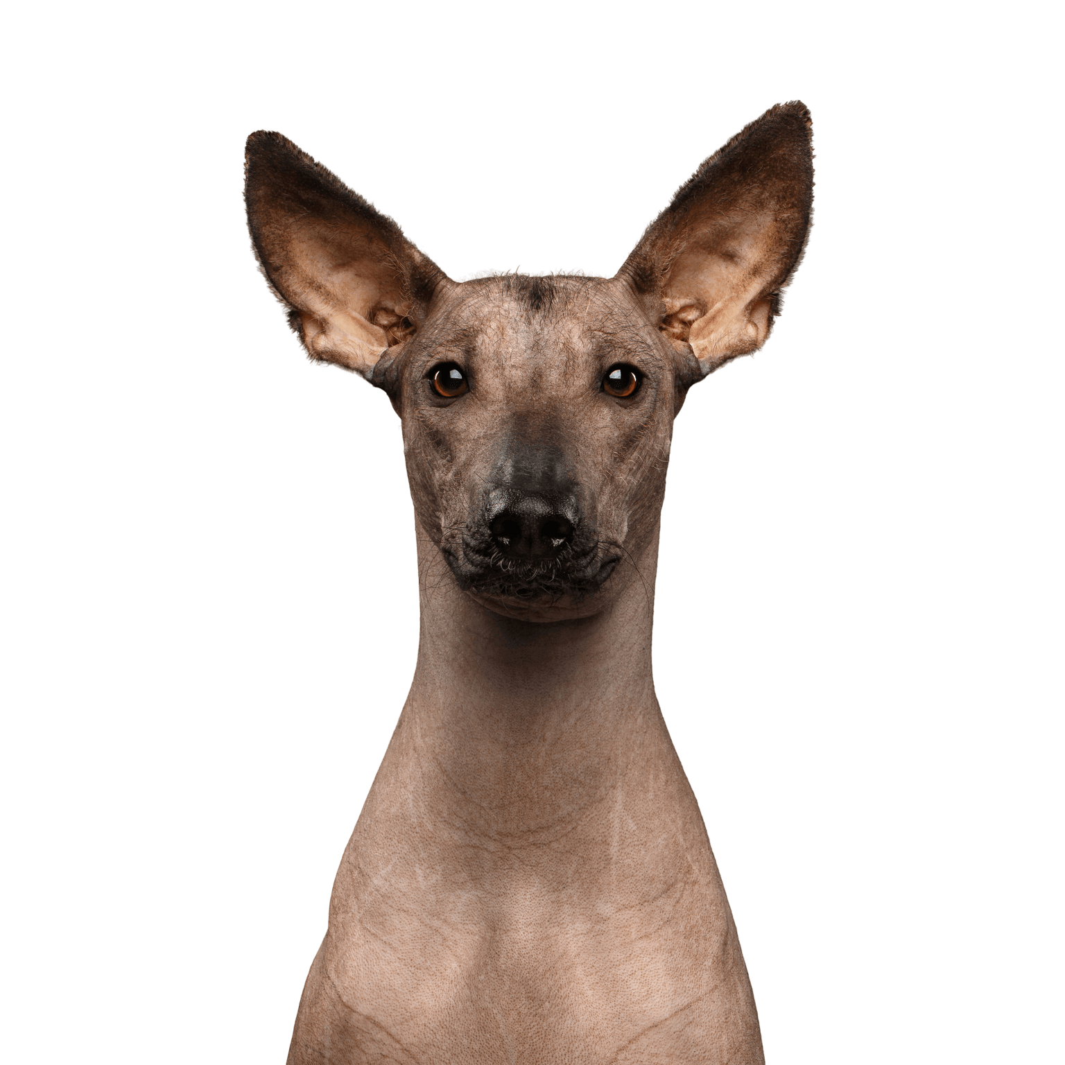 Mexican hairless dog Mammal,Vertebrate,Dog,Canidae,Dog breed,Mexican hairless dog,Peruvian hairless dog,Carnivore,American hairless terrier,Snout,