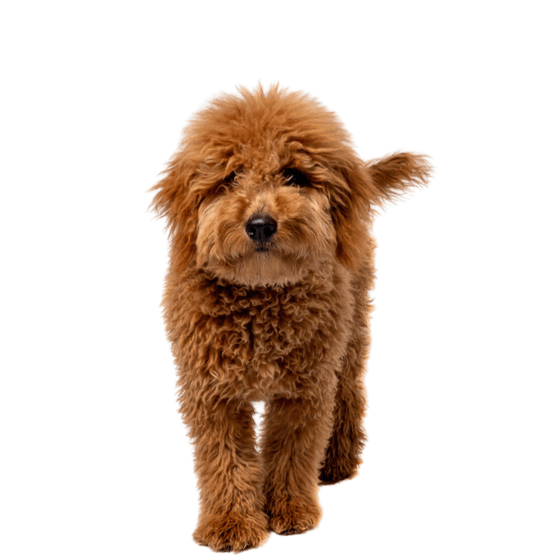 Brown, dog, vertebrate, water dog, carnivore, dog breed, working animal, liver, mammal, companion dog,