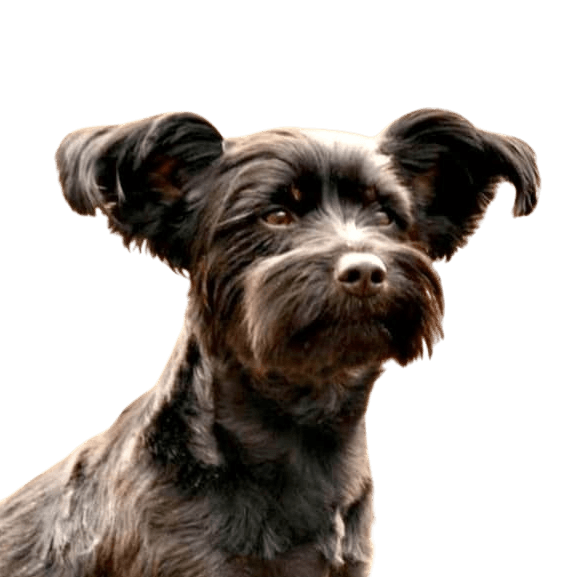 Hund,Hunderasse,Fleischfresser,Leber,Begleithund,Zwerghund,Schnauze,Wasserhund,Terrier,Sportliche Gruppe,