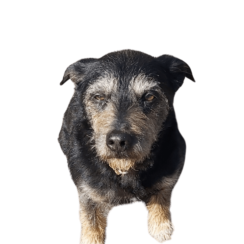 Miniature Schnoxie Crop Cutter Dog, plant, carnivore, working animal, companion dog, dog breed, land animal, whiskers, Canidae,