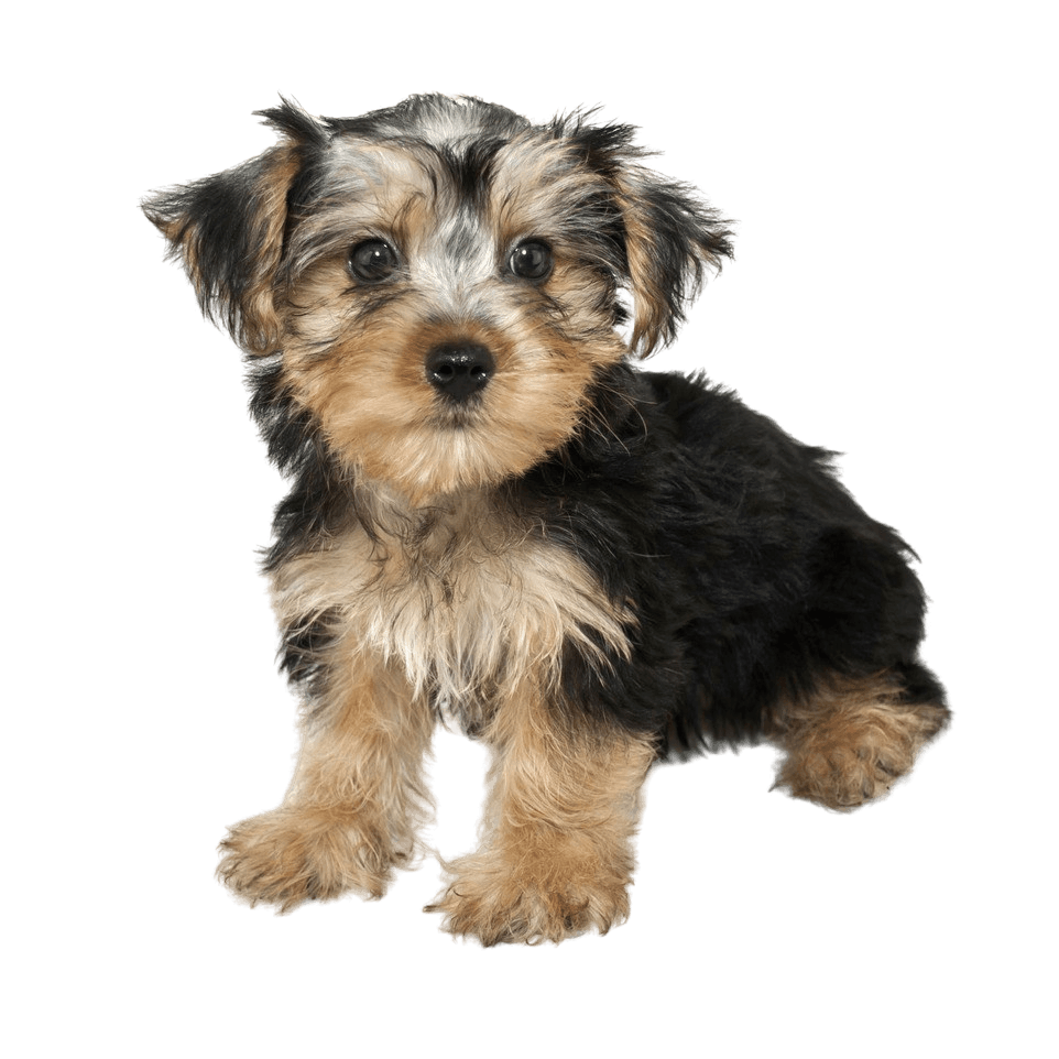 Morkie designer dog clipping photo Cropped photo of a Morkie dog, designer dog