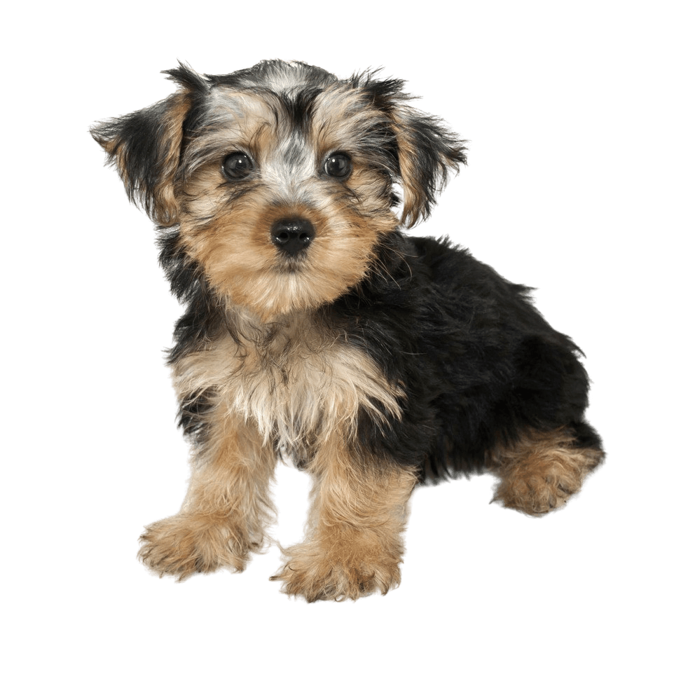 Cropped photo of a Morkie dog, designer dog