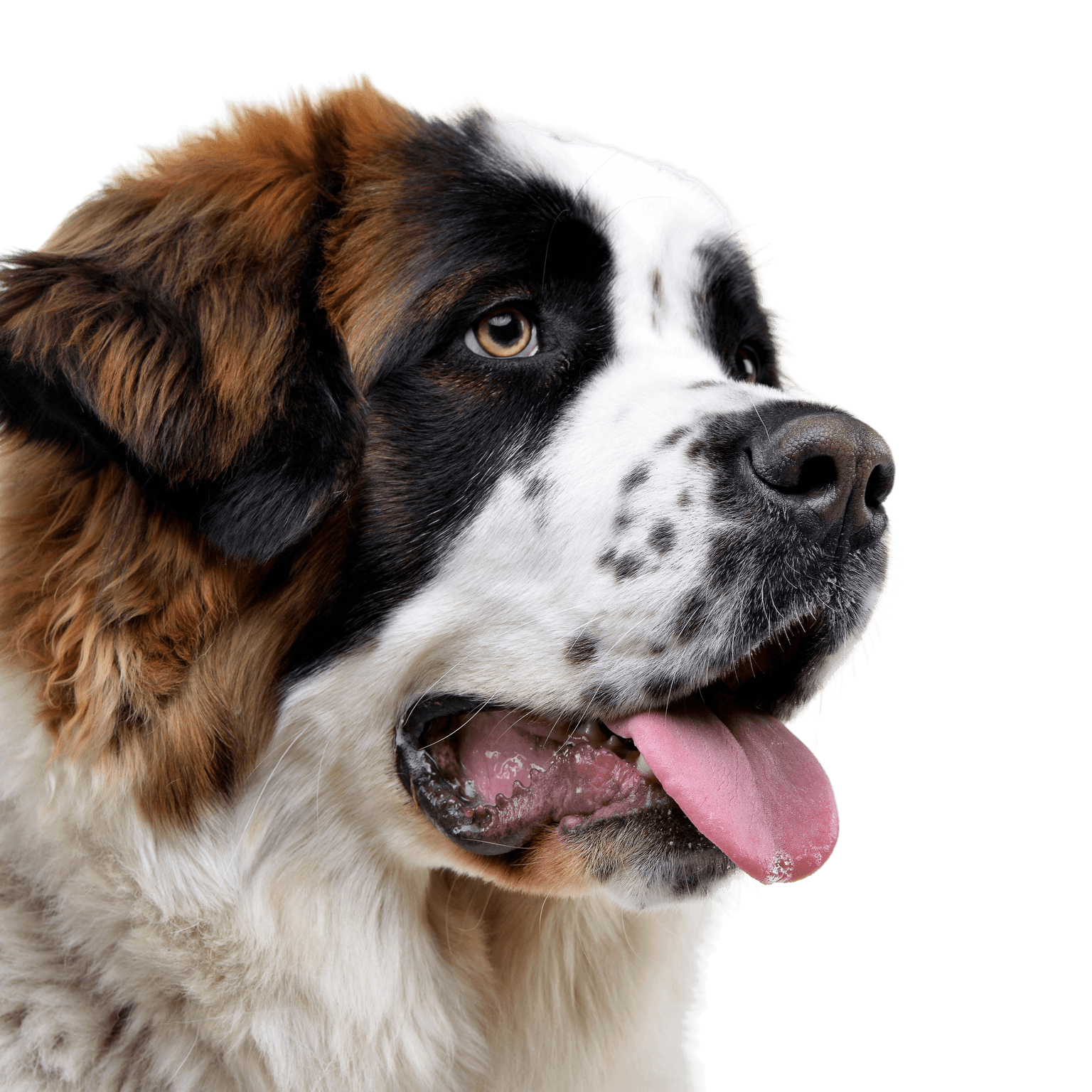 Moscow watchdog Moscow guard dog temperament and breed description