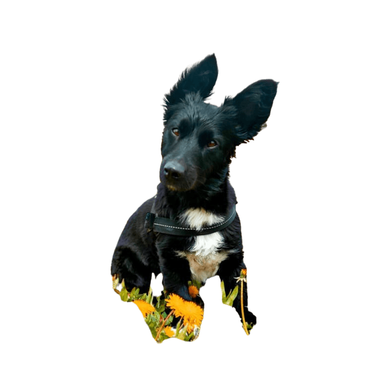 Mudi Corgi © Daniela Ivanković Hund,Hunderasse,Fleischfresser,Arbeitstier,Begleithund,Hundeversorgung,Schnauze,Geste,Haustierversorgung,Sportliche Gruppe,