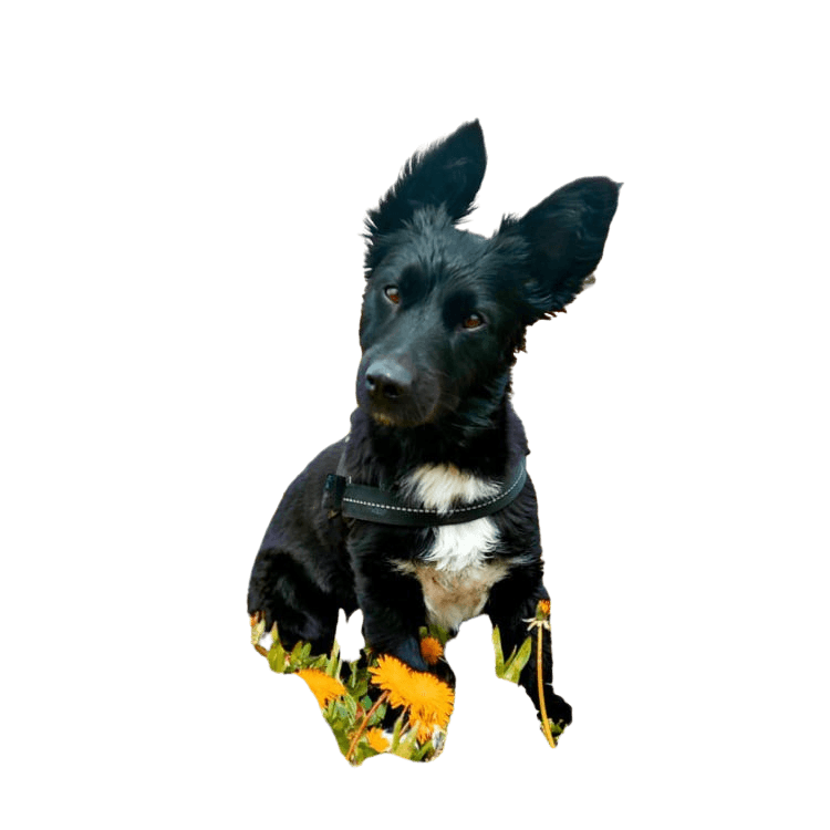 Hund,Hunderasse,Fleischfresser,Arbeitstier,Begleithund,Hundeversorgung,Schnauze,Geste,Haustierversorgung,Sportliche Gruppe,