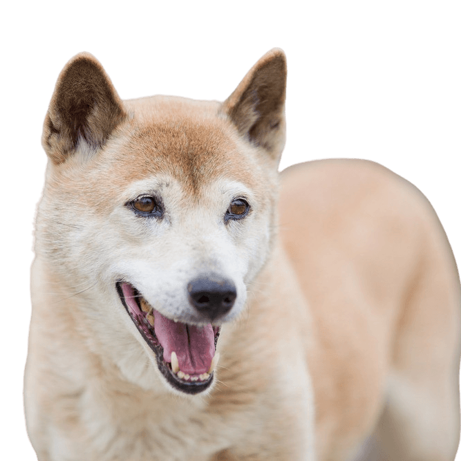 New Guinea Dingo