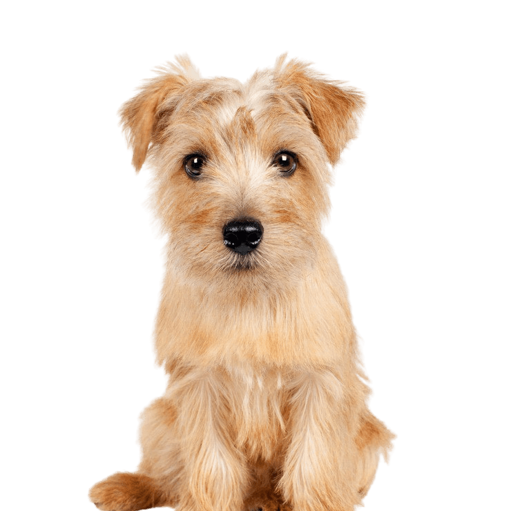 Norfolk Terrier breed description small brown dog with medium length coat, small red dog, Norfolk Terrier