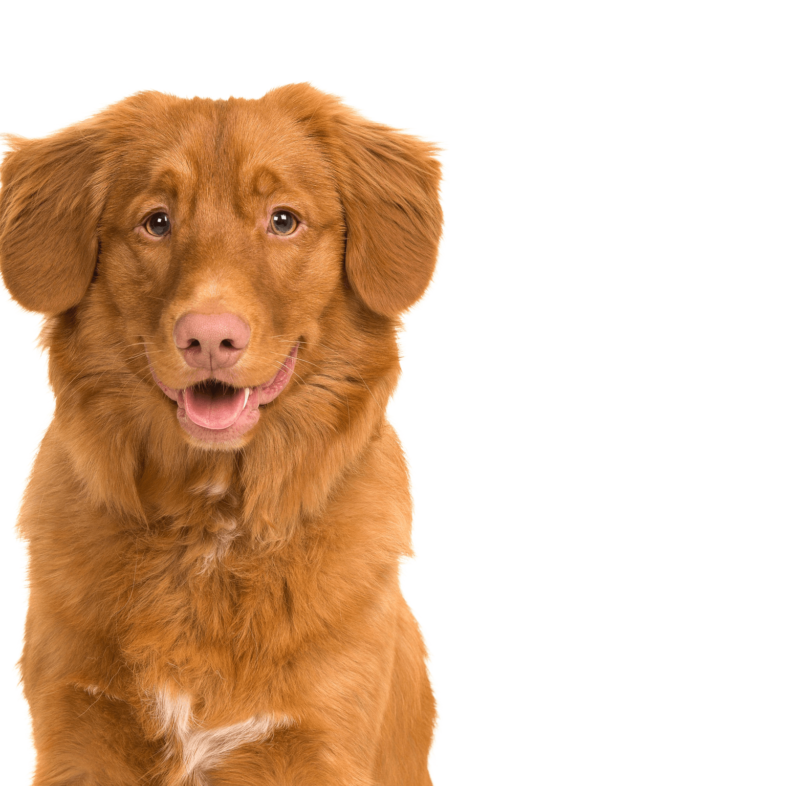 Dog,Mammal,Vertebrate,Dog breed,Canidae,Carnivore,Nova scotia duck tolling retriever,Retriever,Golden retriever,Sporting Group,