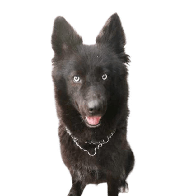 Dog,Dog breed,Carnivore,Companion dog,Working dog,Sporting group,Canidae,Fur,Snow,Black Norwegian Elkhound,