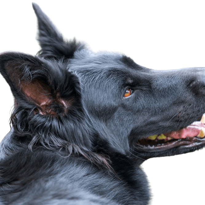 Old German shepherd temperament and appearance, description character of the long-haired shepherd black