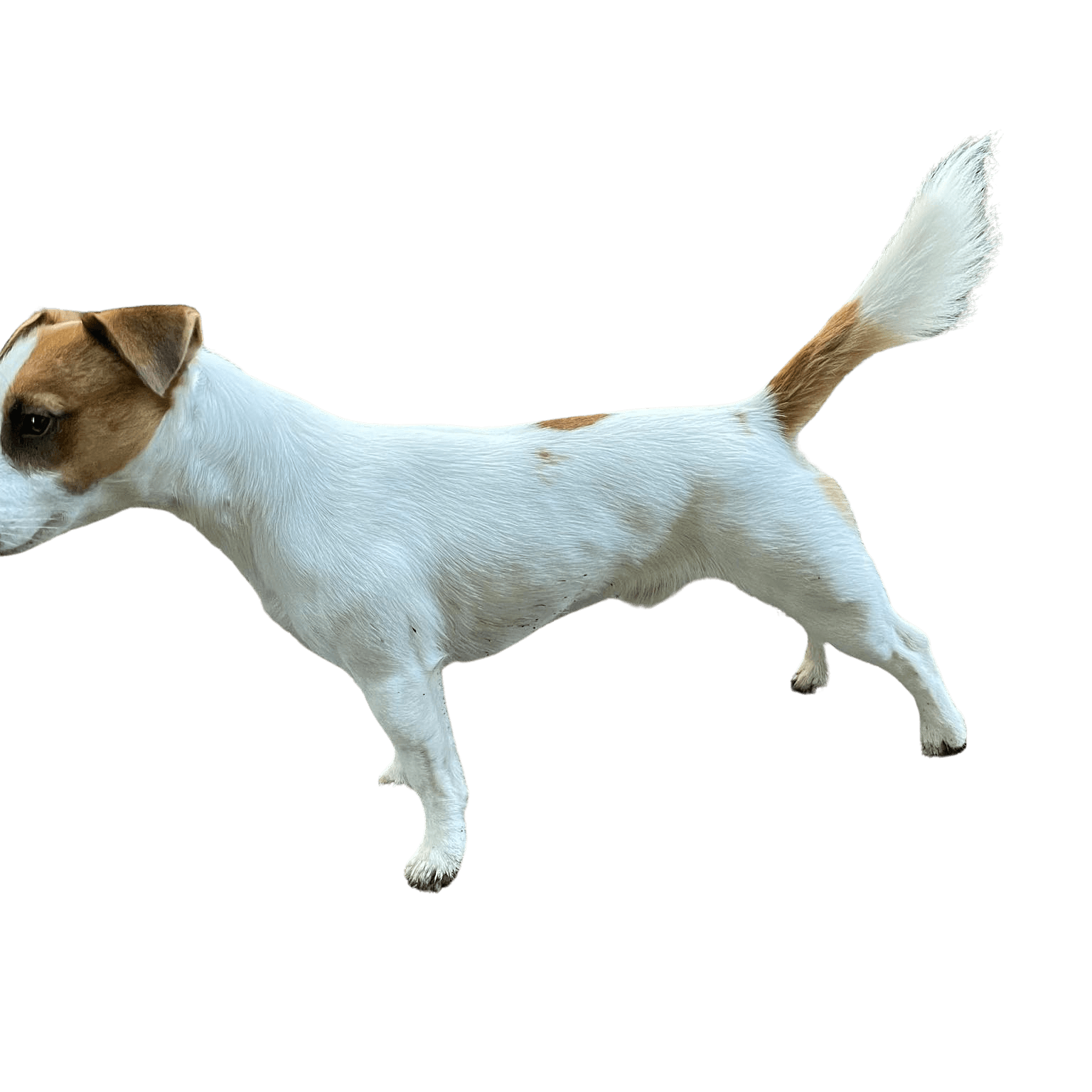 Indstilling Arbejdsløs Udfyld Parson Jack Russell Terrier: Character & Ownership - Dog Breed Pictures -  dogbible