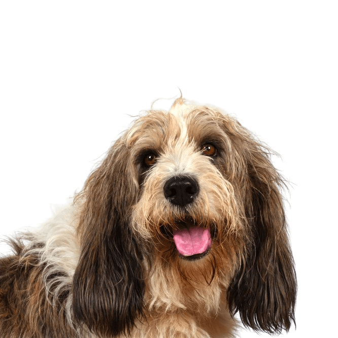 Petit Basset Griffon Vendeen Breed description Basset Griffon Vendeen, Petit Basset Griffon Vendeen, medium sized dog breed with floppy ears, tricoloured dog breed from France, French dog for hunting, hunting dog, rough haired dog, dog with rough coat