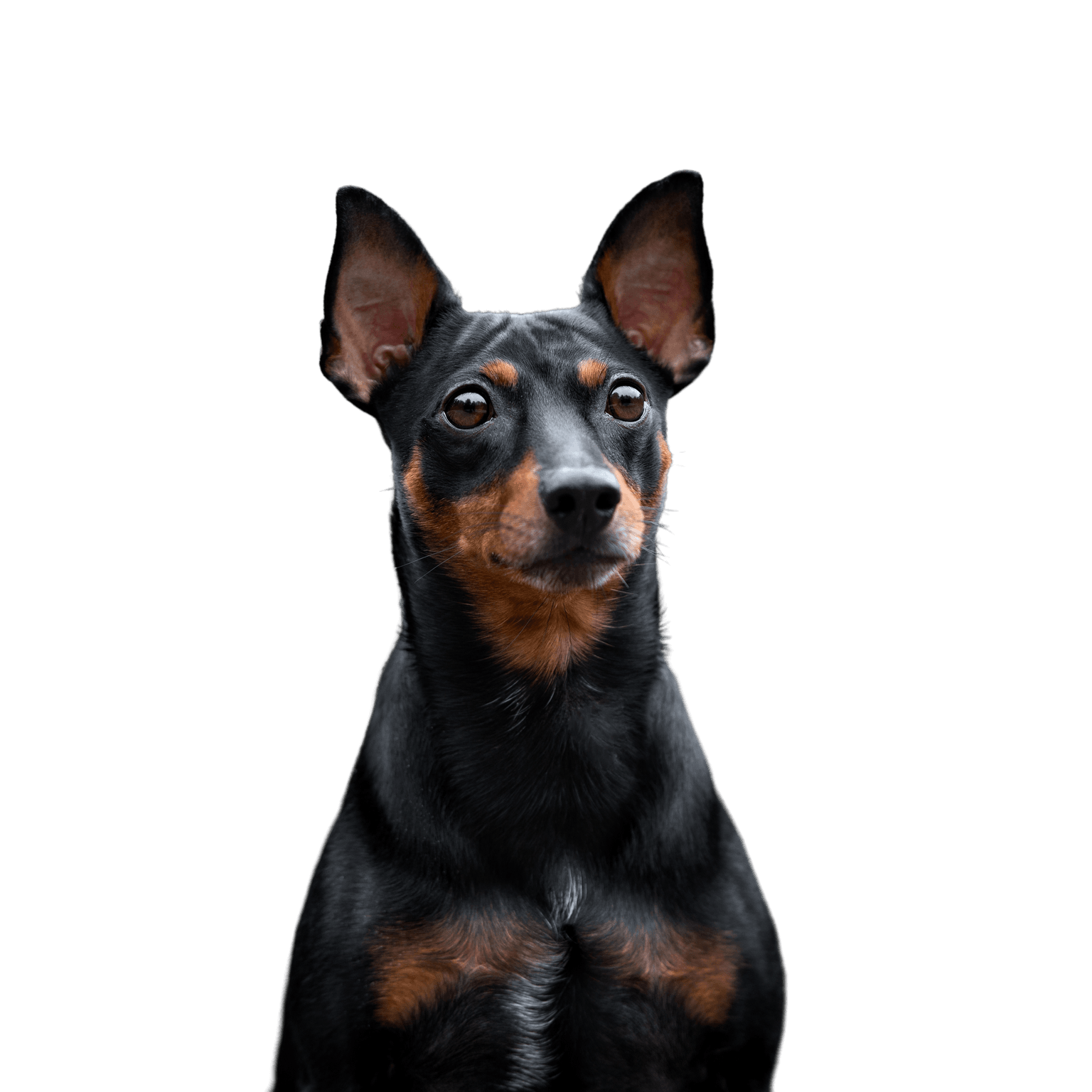 Breed description of Pinscher, Austrian Pinscher, German Pinscher, small German dog breed, dog similar to Doberman, black and brown dog breed with prick ears and short coat, calf biting dog