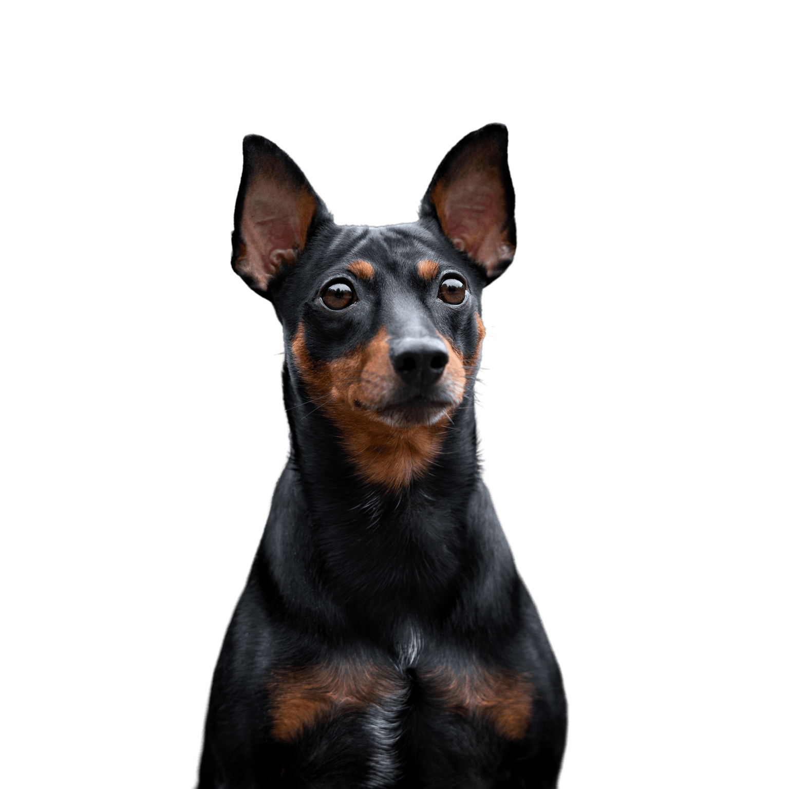 Pinscher breed description Breed description of Pinscher, Austrian Pinscher, German Pinscher, small German dog breed, dog similar to Doberman, black and brown dog breed with prick ears and short coat, calf biting dog