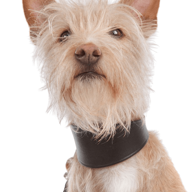 Podengo Portugues wirehaired Podengo Portugues, rough haired dog from Portugal, red white dog, orange coloured dog, dog with prick ears, hunting dog, family dog, Wirehaired Dog