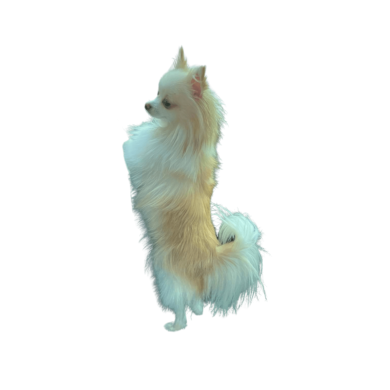 Pomchi © Sandra Seitinger Hund,Fleischfresser,Begleithund,Hunderasse,Hundezubehör,Rute,Deutscher spitz,Deutscher spitz klein,Spitz,Electric blue,