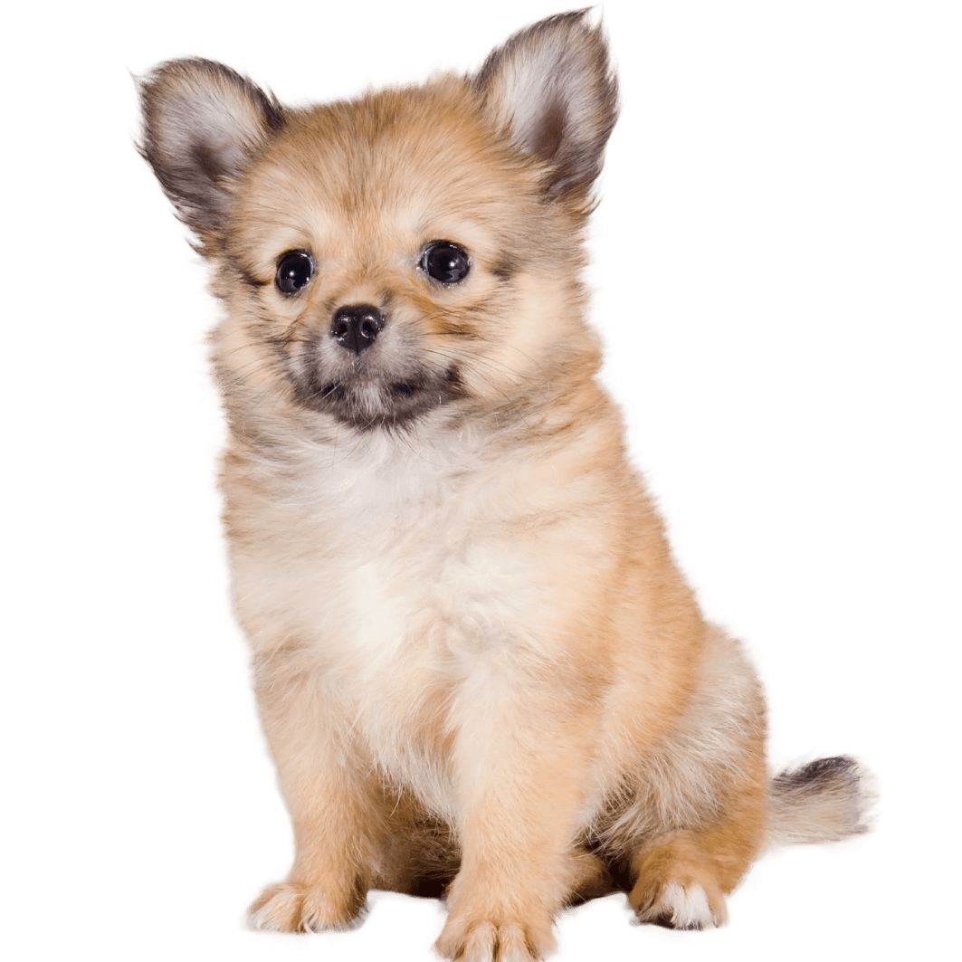 Pomchi - Pomeranian Chihuahua exempted Pomchi - Pomeranian Chihuahua exempted