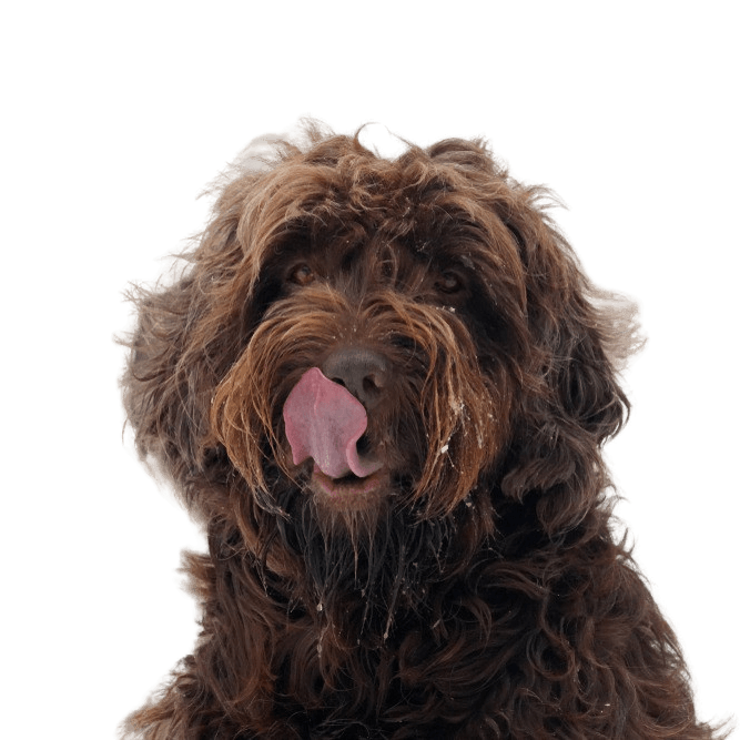 Poodle pointer, large brown dog with medium length coat, slightly wavy to curly coat