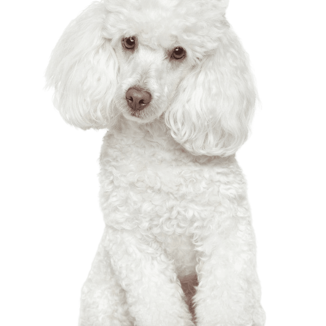 Poodle breed description 1234