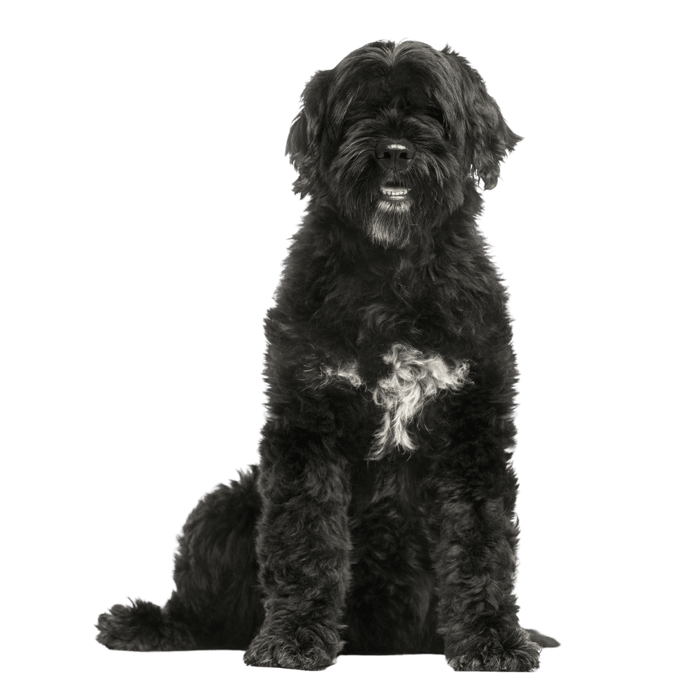 Portuguese Water Dog Profile Description Portuguese Water Dog breed description, black and white dog with curls