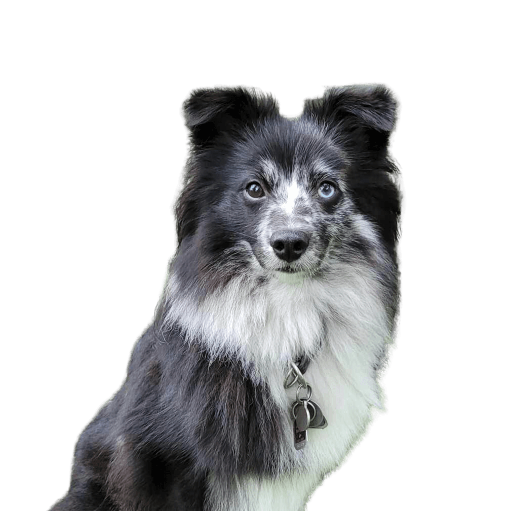Dog,Carnivore,Dog breed,Companion dog,Herding dog,Working dog,Australian Collie,Whiskers,Border Collie,Sporting group,