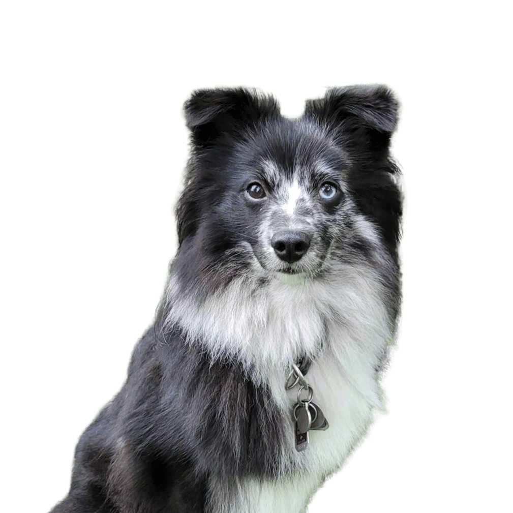 Poshies clipping Dog,Carnivore,Dog breed,Companion dog,Herding dog,Working dog,Australian Collie,Whiskers,Border Collie,Sporting group,