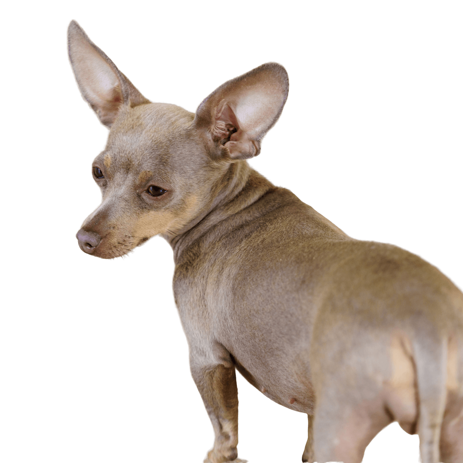 Prager Rattler Dog Breed Description