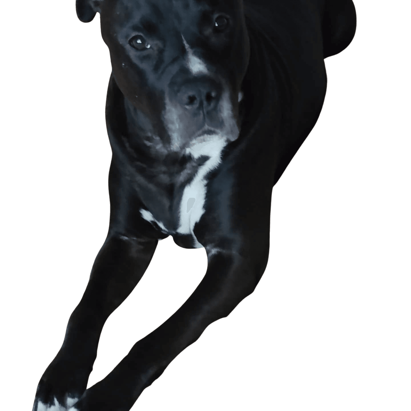 Presa Canario Pitbull Mix © Cornelia Scherf Hund,Fleischfresser,Hunderasse,Arbeitstier,Begleithund,Schnauze,Sportliche Gruppe,Canidae,Electric blue,Borador,