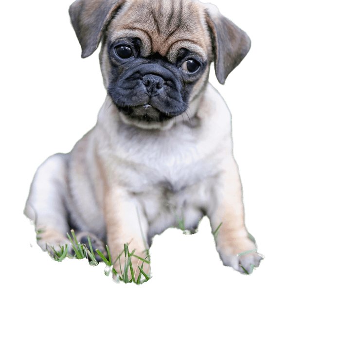 Pug,dog,carnivore,fawn,companion dog,dog breed,wrinkles,muzzle,sporting group,canidae,