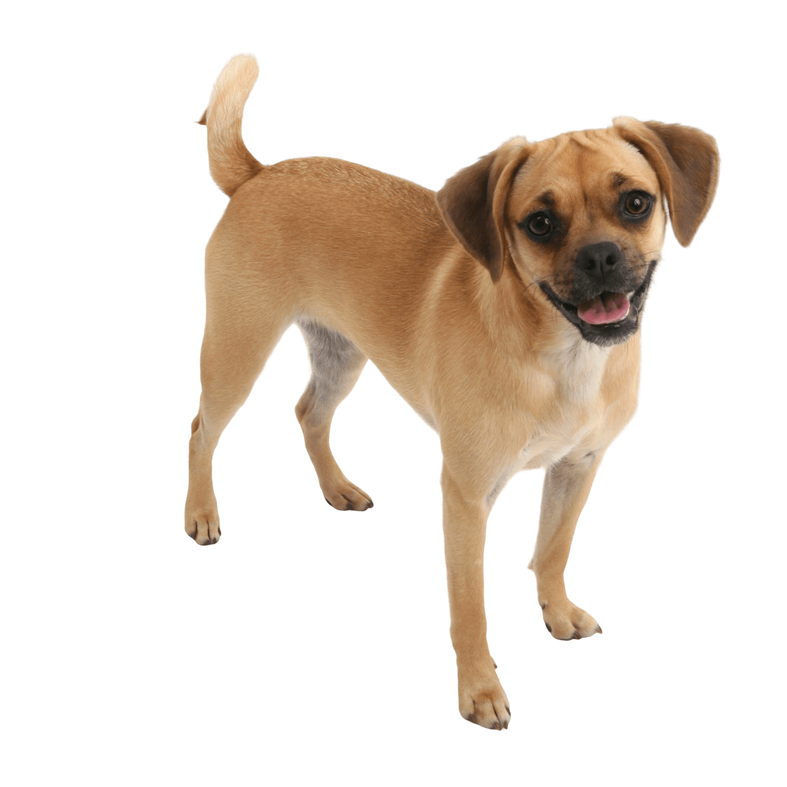 Puggle breed description