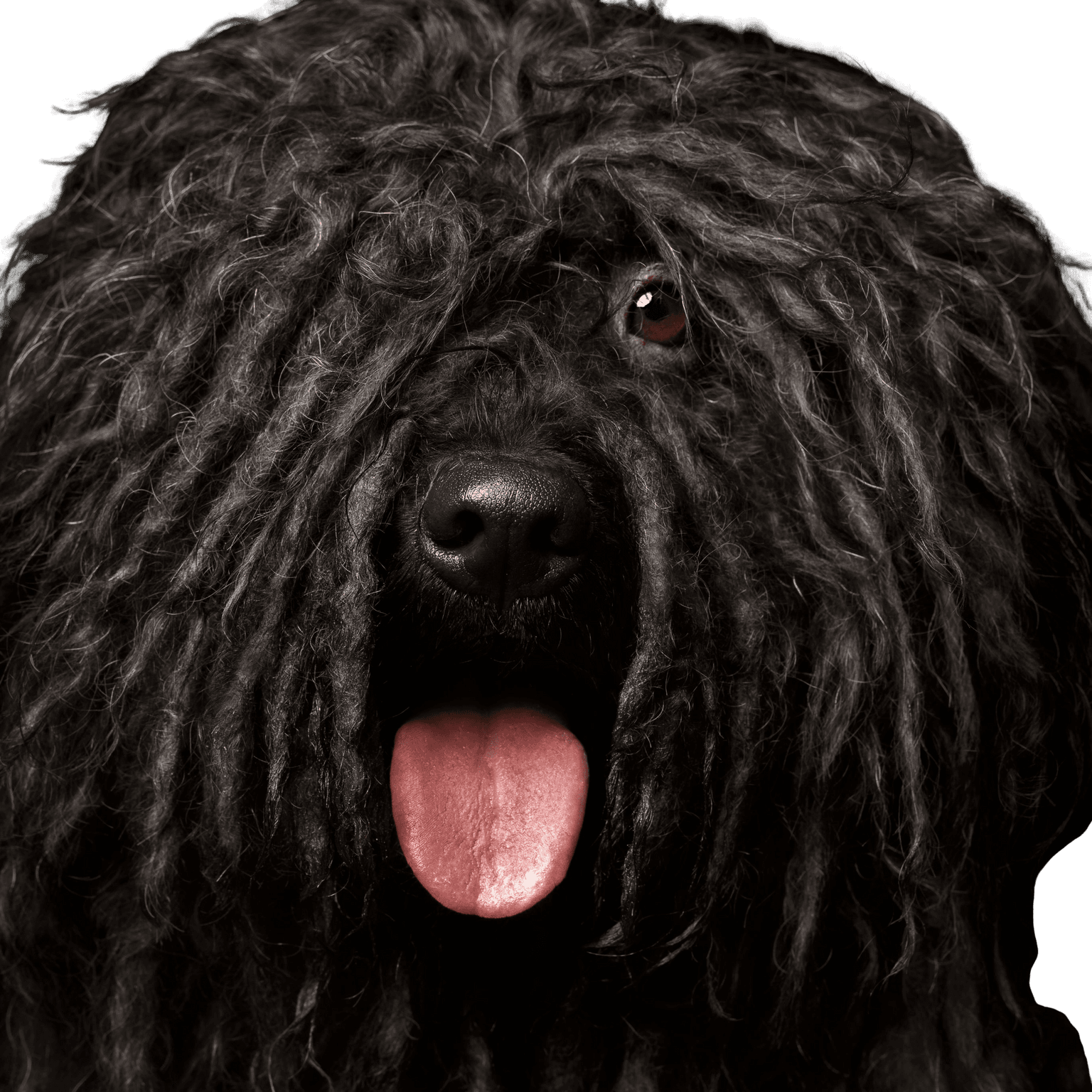 Puli Dog,Vertebrate,Mammal,Canidae,Dog breed,Bergamasco shepherd,Portuguese water dog,Black russian terrier,Carnivore,Sporting Group,