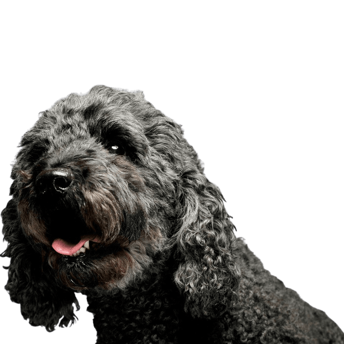 Pumi temperament Pumi dog from Hungary, breed description