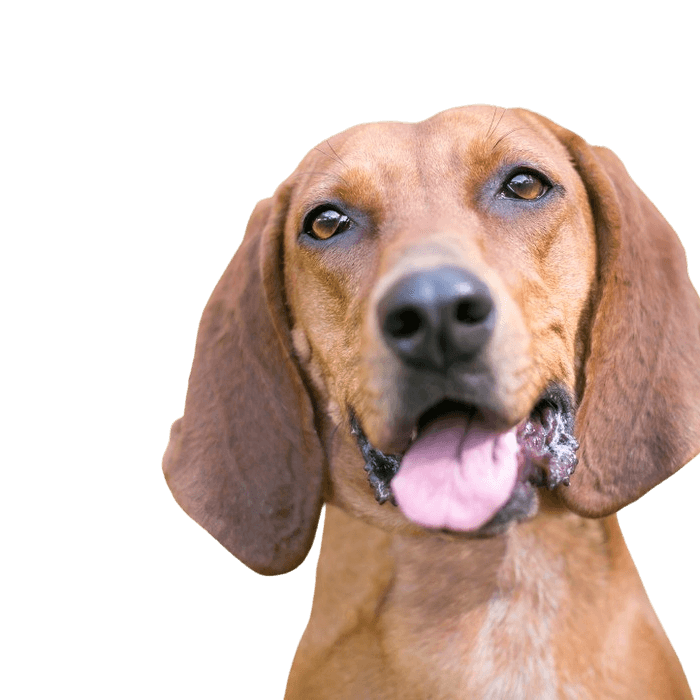 Redbone Coonhound breed description Redbone Coonhound breed description, dog with floppy ears, brown red dog breed from America, not recognized dog breed with big ears, big hunting dog, dog similar to Magyar Vizsla, dog similar to Foxhound, red breed