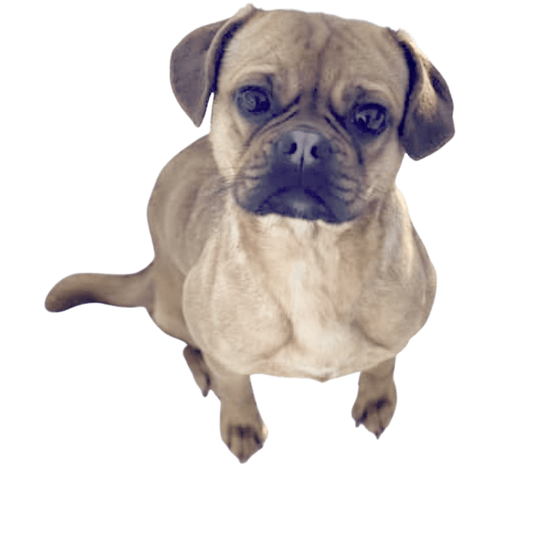 Retromop, Pug with Muzzle, Brown Pug, Pug Dog, Small Dog Breed