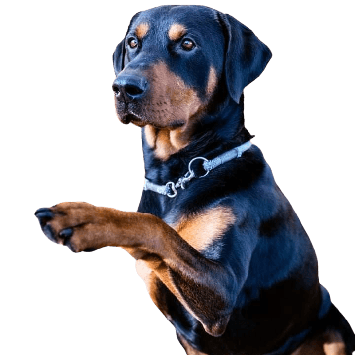 Rotterman © Lisa Mansfeld Hund,Fleischfresser,Hunderasse,Halsband,Begleithund,Leber,Arbeitstier,Tierbedarf,Hundehalsband,Schnauze,