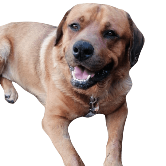 Rottweiler Bear Dog © Nancy Lierath Hund,Fleischfresser,Leber,Hunderasse,Hut,Arbeitstier,Kitz,Begleithund,Schnauze,Schnurrhaare,