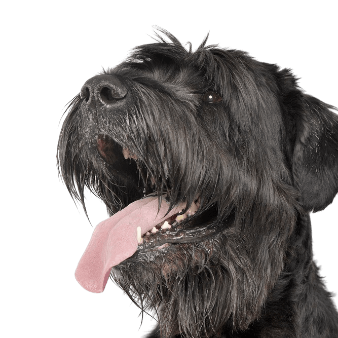 Russian Black Terrier breed description, view from side, light curly tail, dog similar to Schnauzer, black big dog with wavy coat, dog with waves, dog that has many hairs on face, Russian dog breed, dog from Russia, big dog