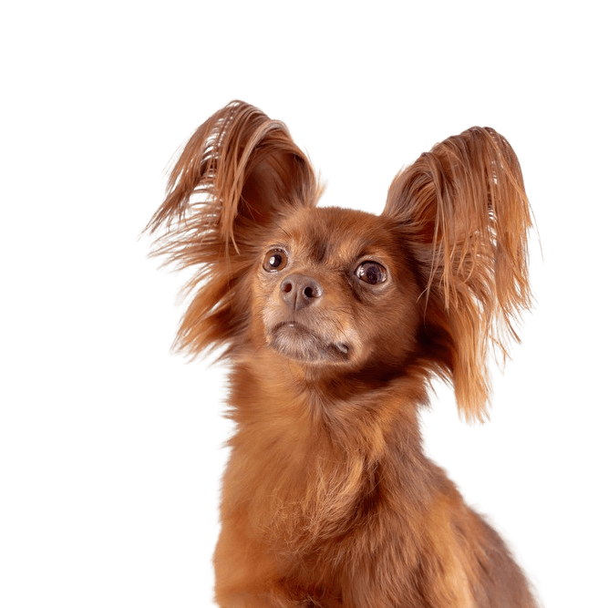 Russkiy Toy red brown, small dog breed from Russia, Russian dog breed, Terrier, Russian Toy Terrier, hanging ears with long fur, dog similar to Chihuahua