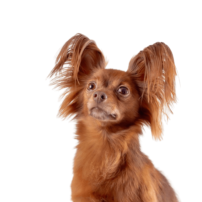 Russian Terrier red brown Russkiy Toy red brown, small dog breed from Russia, Russian dog breed, Terrier, Russian Toy Terrier, hanging ears with long fur, dog similar to Chihuahua