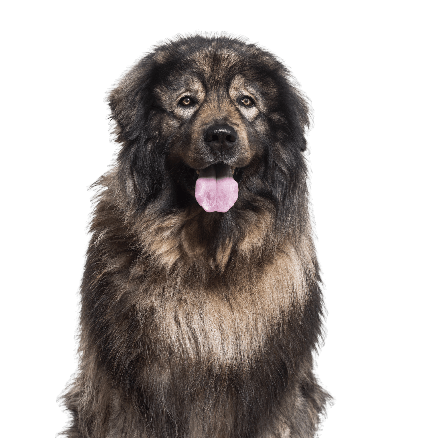 English Shepherd: Character & Ownership - Dog Breed Pictures - dogbible