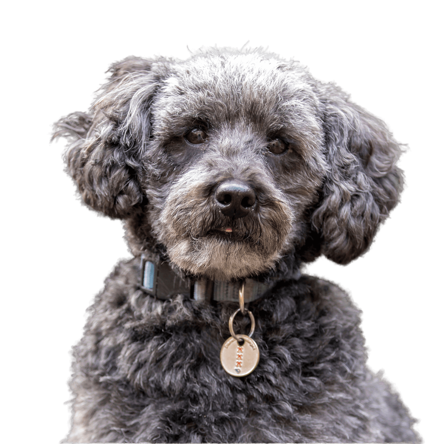 Schnoodle breed description