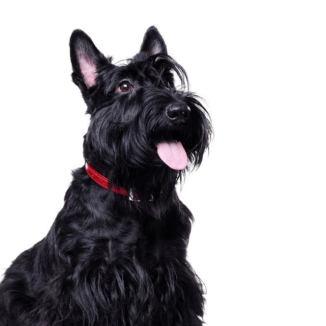 Scottish Terrier Profile Scottish Terrier black, small dog with black coat, dog with long coat, black dog breed, prick ears, dog with moustache, city dog, dog breed for beginners