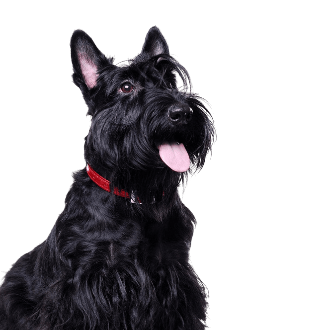 Scottish Terrier black, small dog with black coat, dog with long coat, black dog breed, prick ears, dog with moustache, city dog, dog breed for beginners