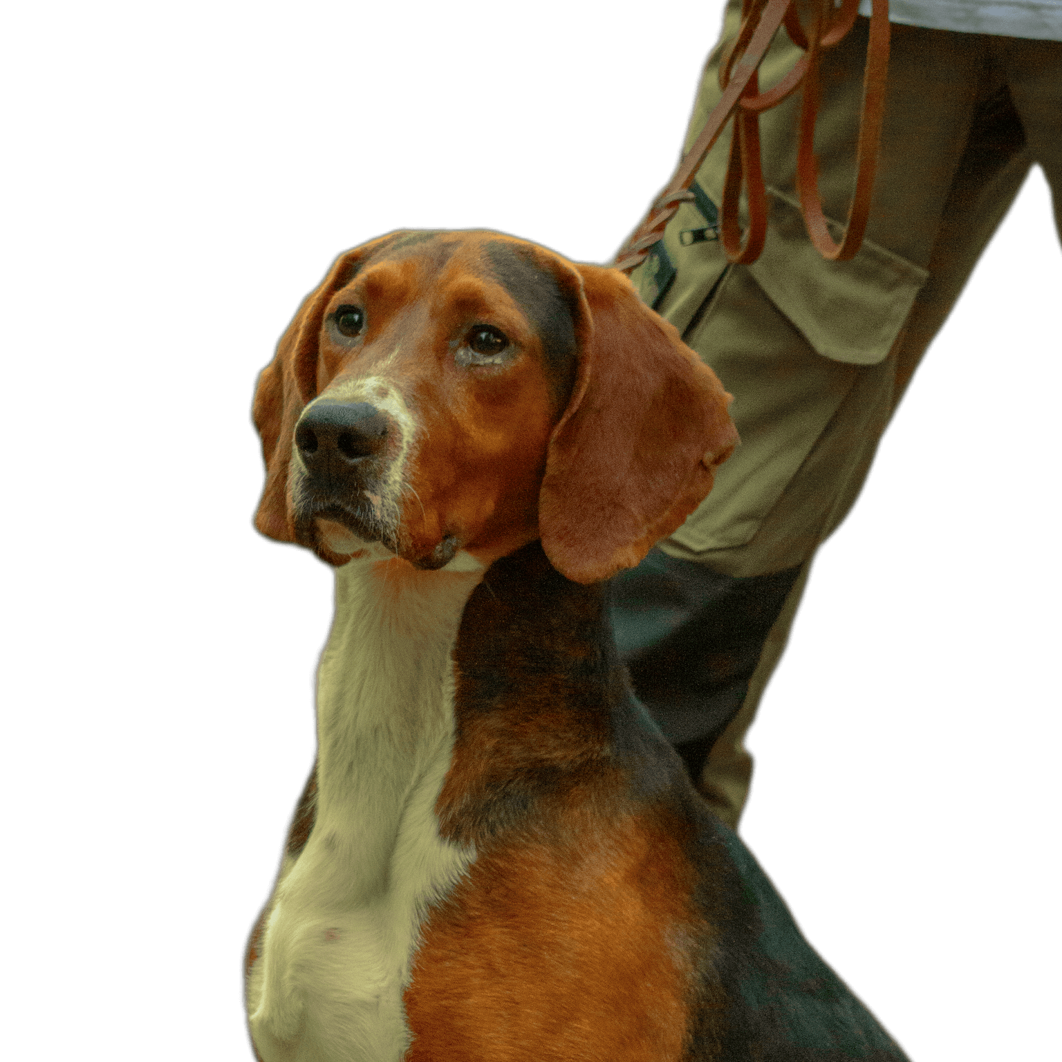 Serbian tri-colored hound portrait