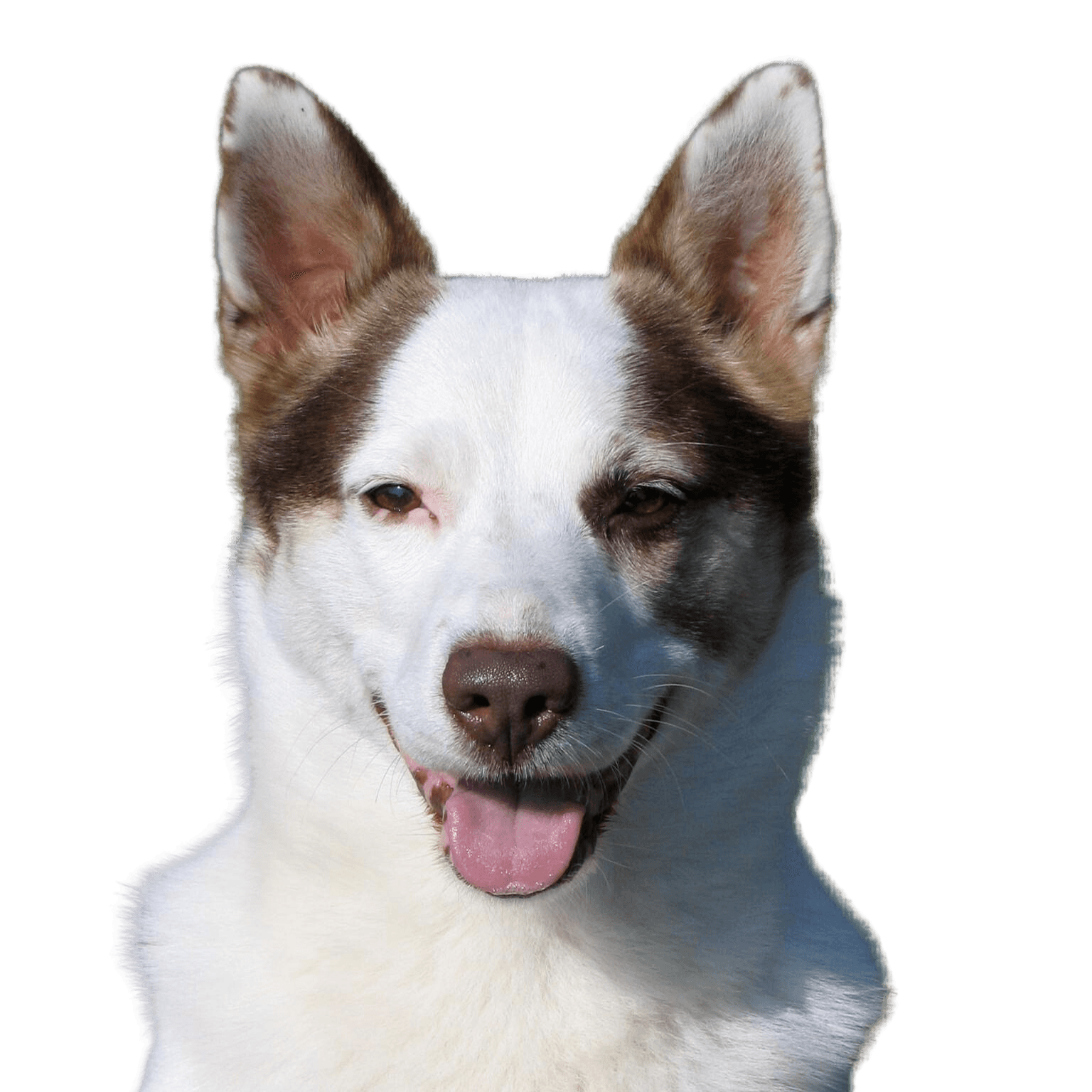 Shepherd dog Jack Russell mongrel free plate Dog,carnivore,dog breed,whiskers,collar,companion dog,muzzle,sporting group,canidae,coat,
