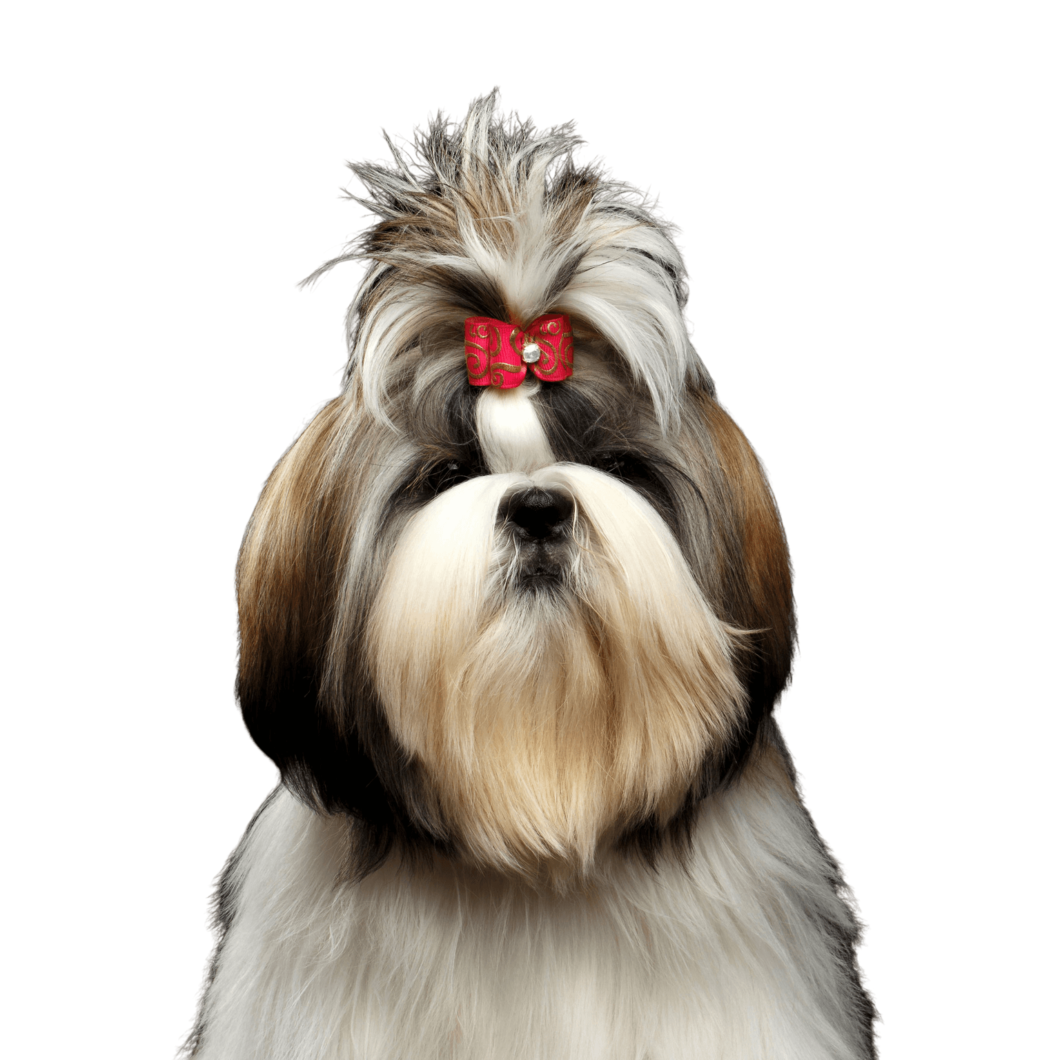 Dog,Mammal,Vertebrate,Canidae,Dog breed,Shih tzu,Chinese imperial dog,Löwchen,Companion dog,Carnivore,