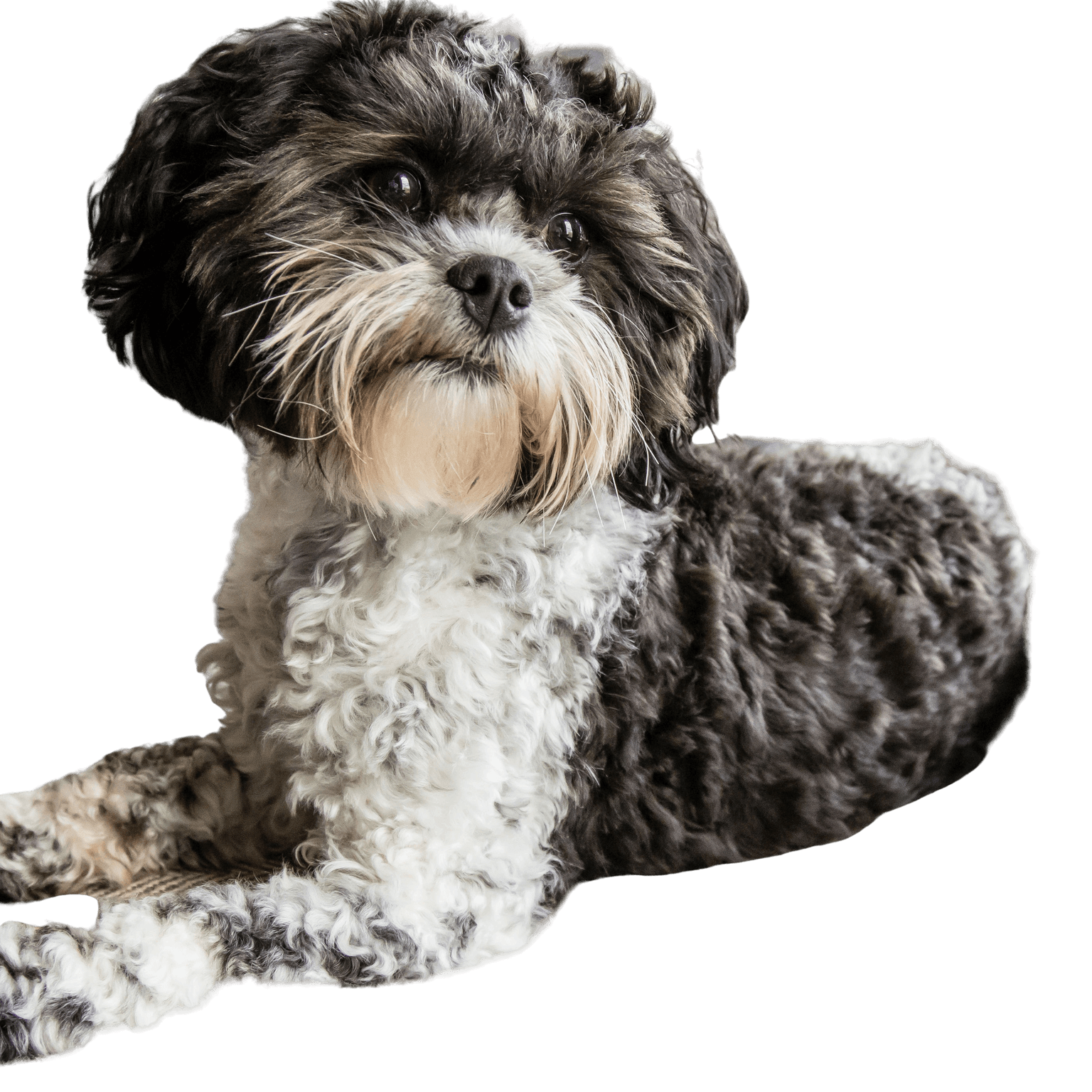 Shipoo profile picture Shipoo breed description